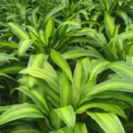 نبات المنزل